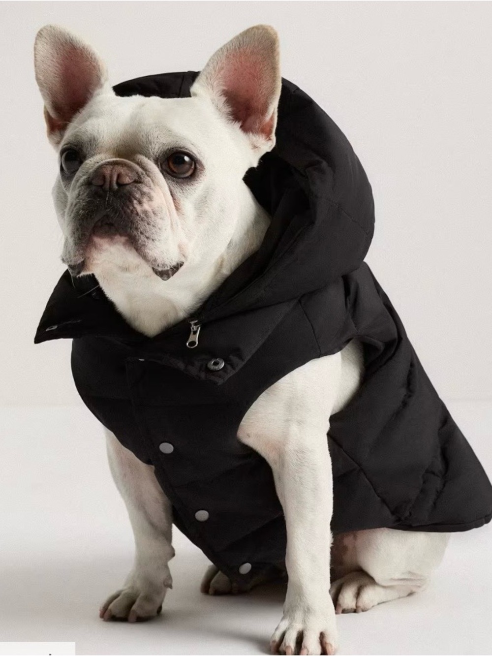 NWT Quince Black Puffer Dog Jacket with Hood in Sizes Medium and XL